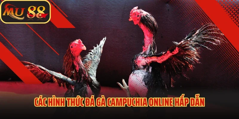 Đá Gà Campuchia - Nơi Tránh Tài Của Nhiều Thần Kê Điêu Luyện 4 Các hình thức đá gà Campuchia online hấp dẫn
