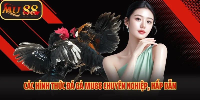 Đá Gà Mu88 - Khám Phá Sảnh Cược Kịch Tính, Đẳng Cấp 2025 4 Các hình thức đá gà Mu88 chuyên nghiệp, hấp dẫn