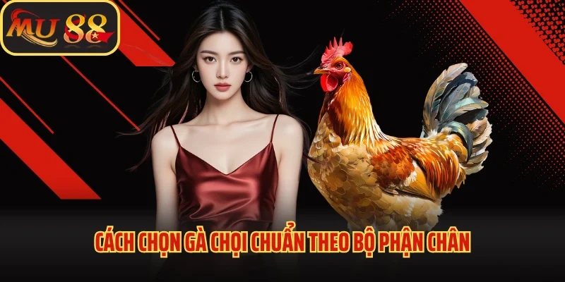 Cách Chọn Gà Chọi Hay - Những Bí Quyết Giúp Nuôi Gà Bất Bại 3 Cách chọn gà chọi chuẩn theo bộ phận chân