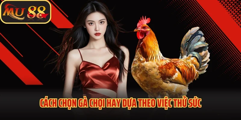 Cách Chọn Gà Chọi Hay - Những Bí Quyết Giúp Nuôi Gà Bất Bại 4 Cách chọn gà chọi hay dựa theo việc thử sức