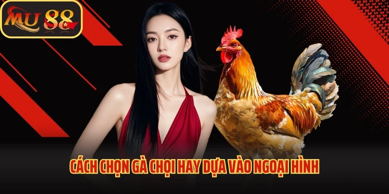 Cách Chọn Gà Chọi Hay - Những Bí Quyết Giúp Nuôi Gà Bất Bại 2 Cách chọn gà chọi hay dựa vào ngoại hình