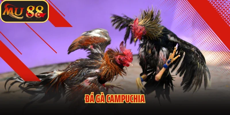 Đá gà campuchia