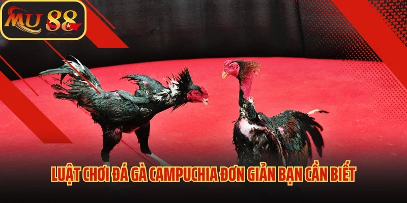 Đá Gà Campuchia - Nơi Tránh Tài Của Nhiều Thần Kê Điêu Luyện 3 Luật chơi đá gà Campuchia đơn giản bạn cần biết