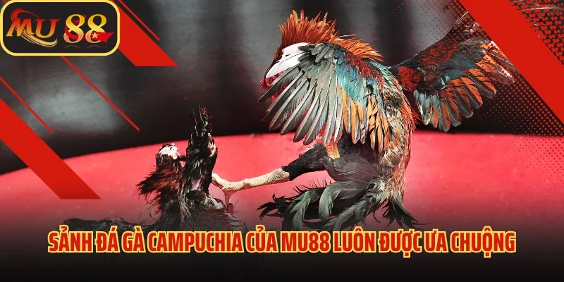 Đá Gà Campuchia - Nơi Tránh Tài Của Nhiều Thần Kê Điêu Luyện 2 Sảnh đá gà Campuchia của Mu88 luôn được ưa chuộng