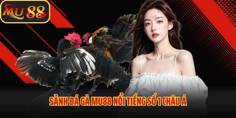 Đá Gà Mu88 - Khám Phá Sảnh Cược Kịch Tính, Đẳng Cấp 2025 2 Sảnh đá gà Mu88 nổi tiếng số 1 châu Á